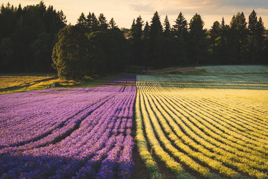 Lavender Harvest Celebration