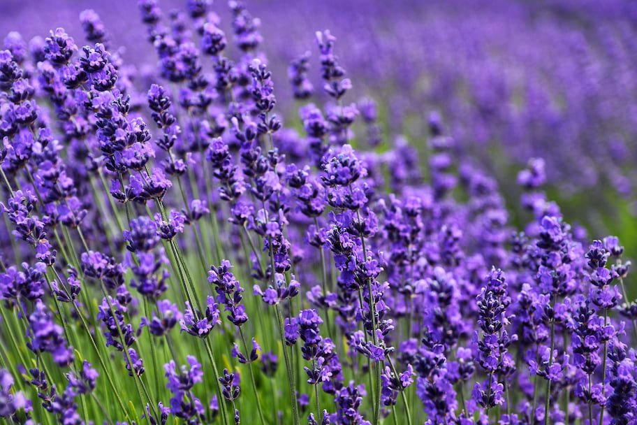 Ojai Valley Lavender Festival