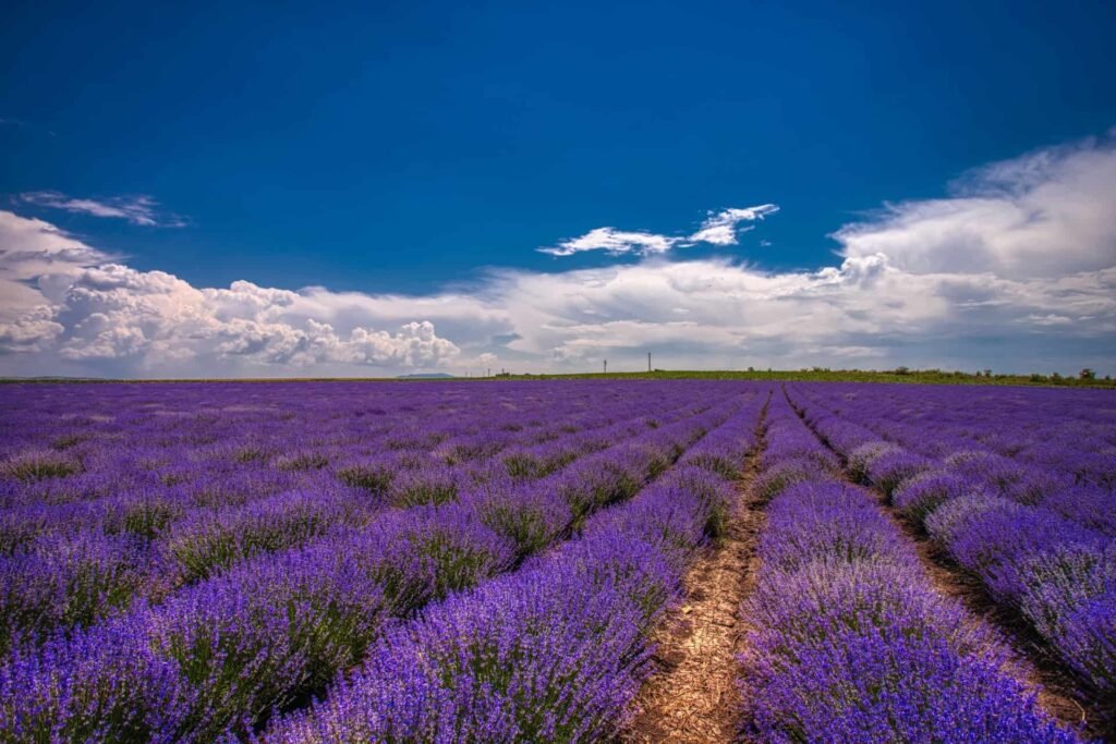 Lavender festivals