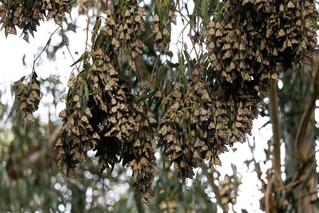 The Monarch Butterfly Grove