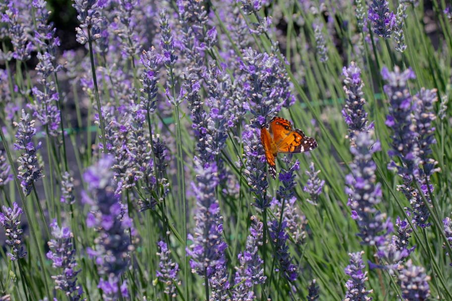 Paso Robles Lavender Festival