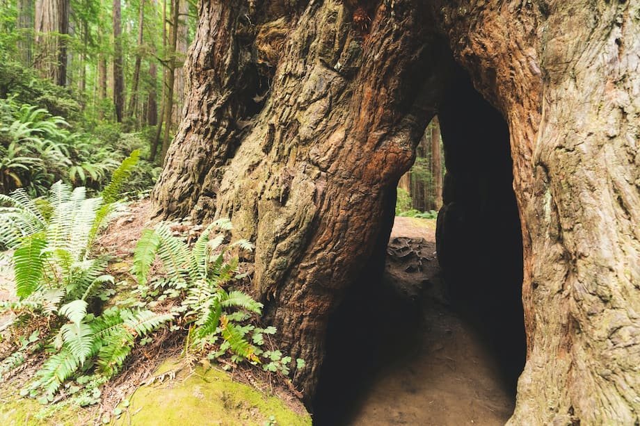 Boy Scout Tree Trail