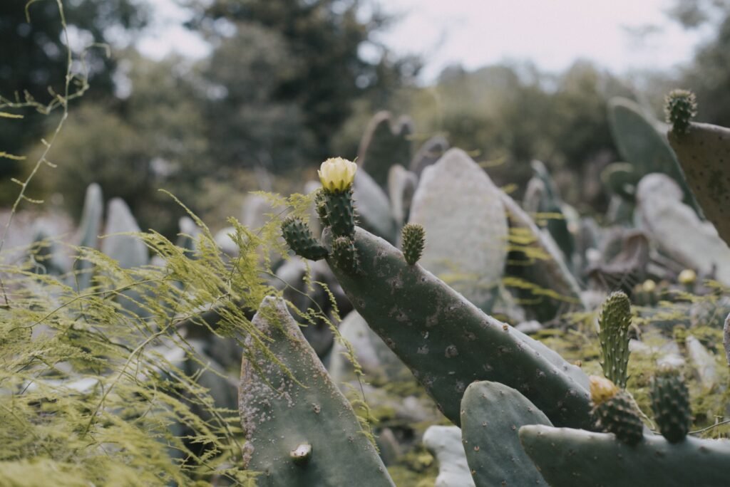 Elfin Forest Recreational Reserve