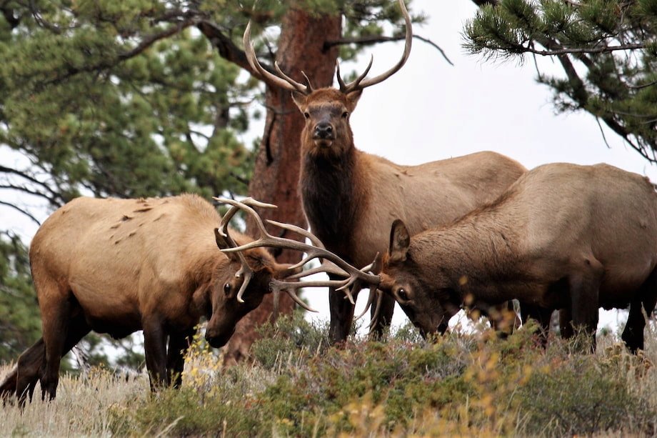 Redwood elk prairie