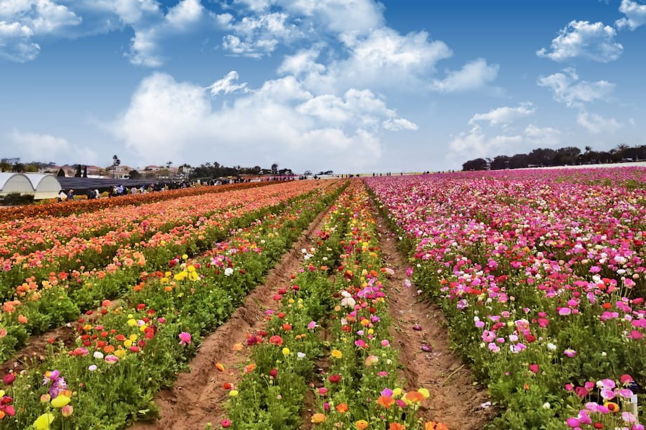 Carlsbad Flower Fields 