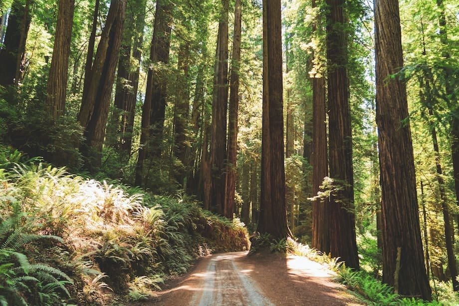 Prairie Creek Redwoods State Park