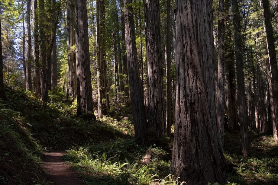 Fern Canyon Trail