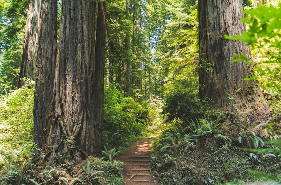  Tall Trees Grove Trail 