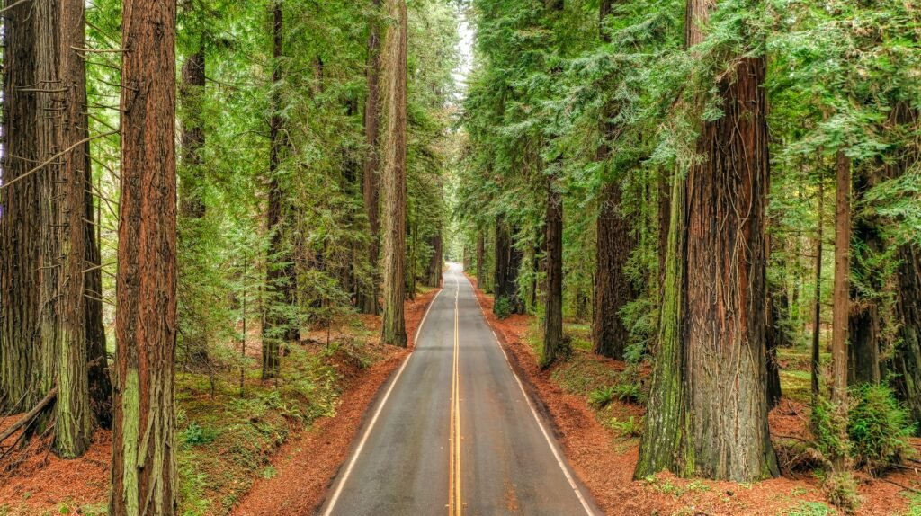 Avenue of the Giants