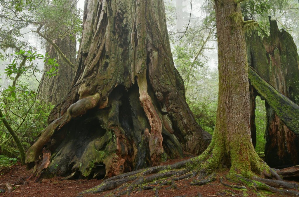 Lady Bird Johnson Grove Trail