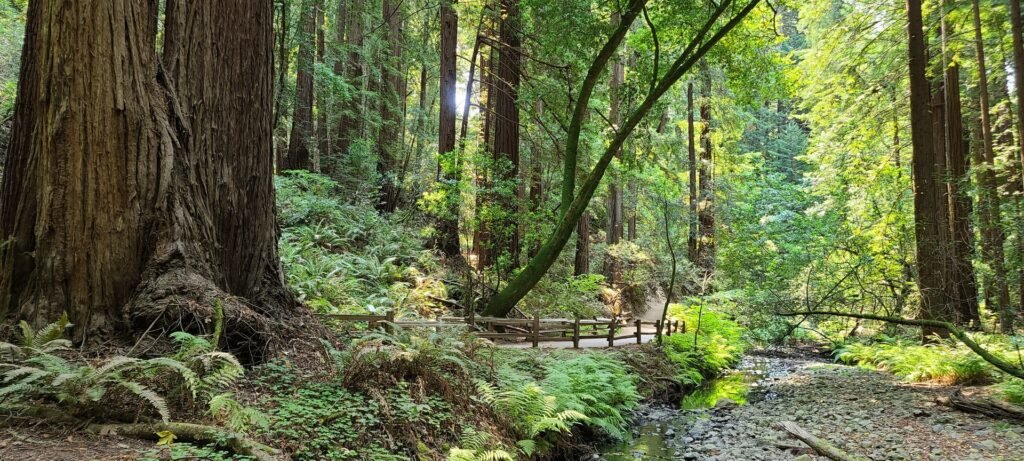 Muir Woods