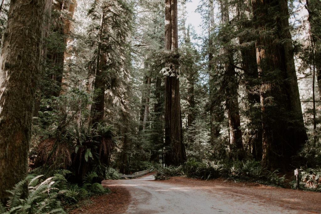 Jedidiah Smith Redwoods State Park