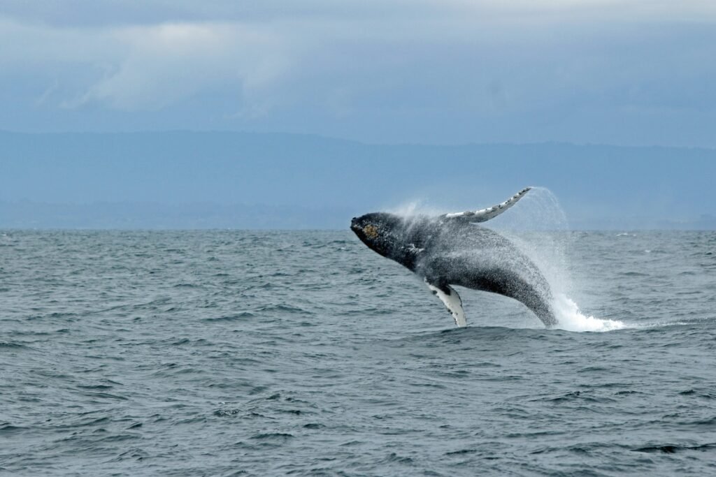 Mendocino Whale Watching