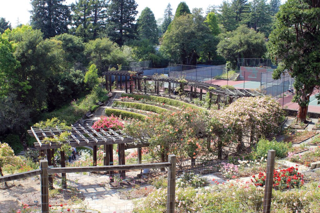 The Berkeley Rose Garden