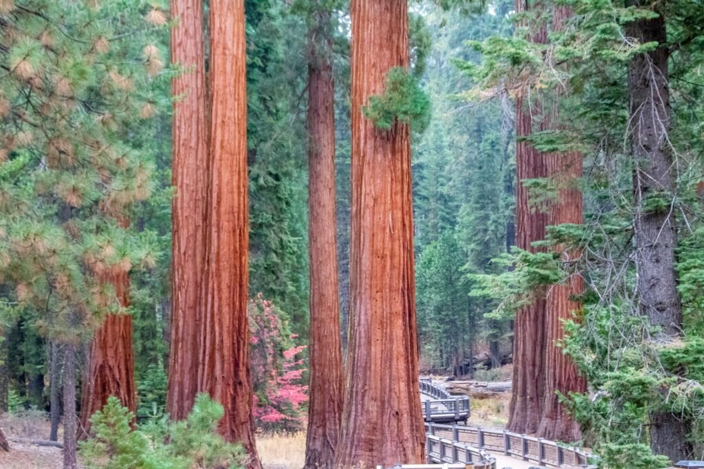 Towering Trees at Redwood National Park