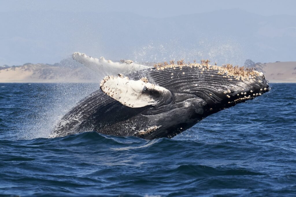 Whale-watching Tour, Santa Cruz