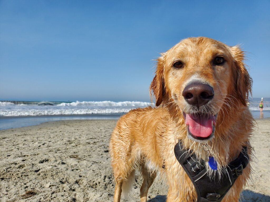 Rosie's Dog Beach