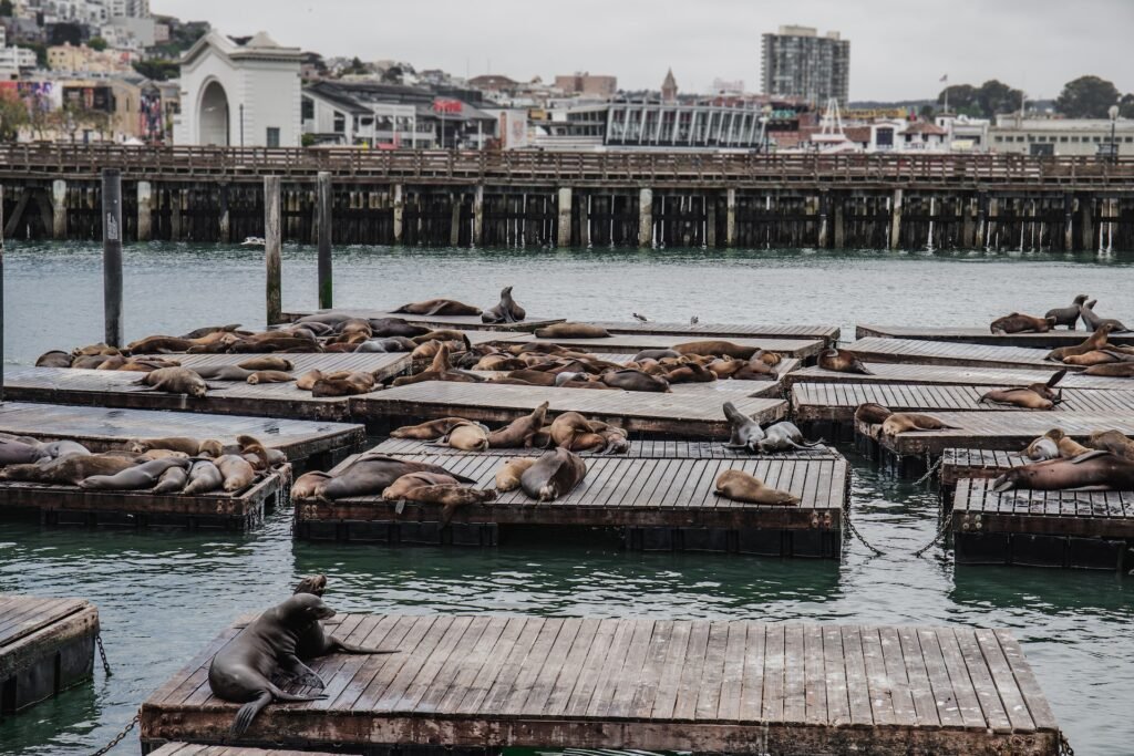 Sea Lions at Pier 39