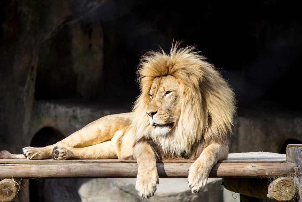 Animals at the San Francisco Zoo