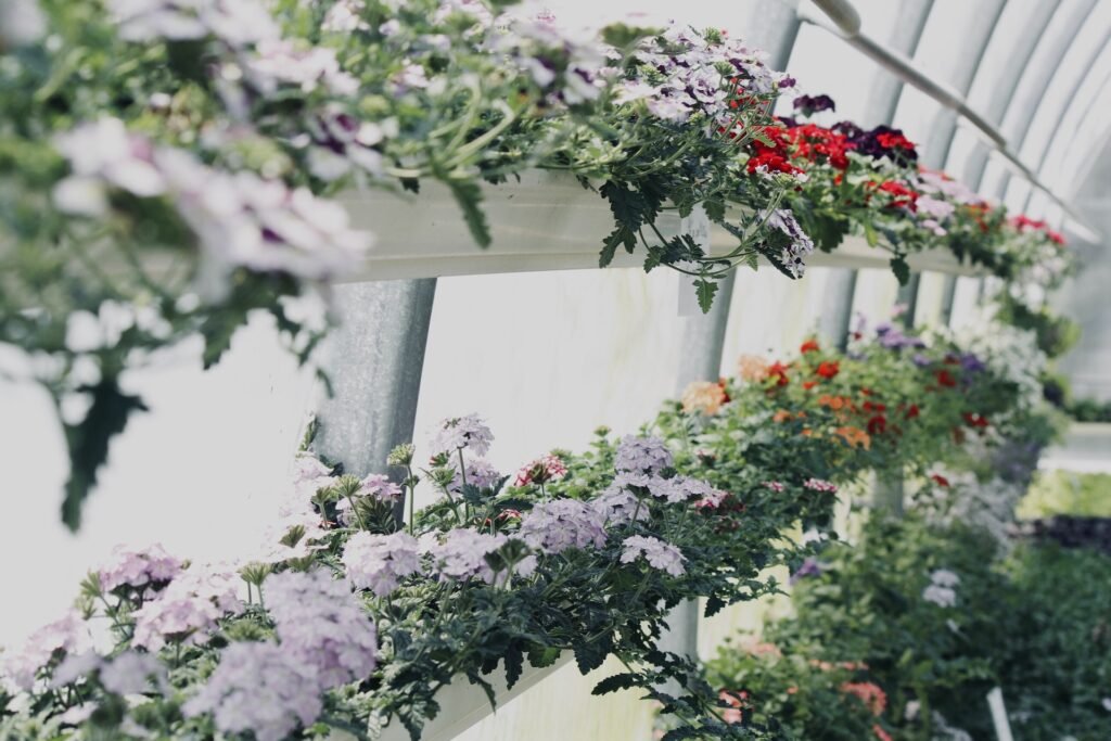 the Flower Conservatory, san francisco