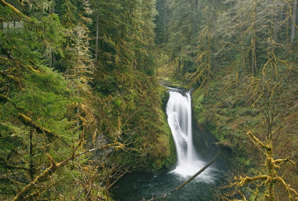 Butte Creek Ecological Preserve