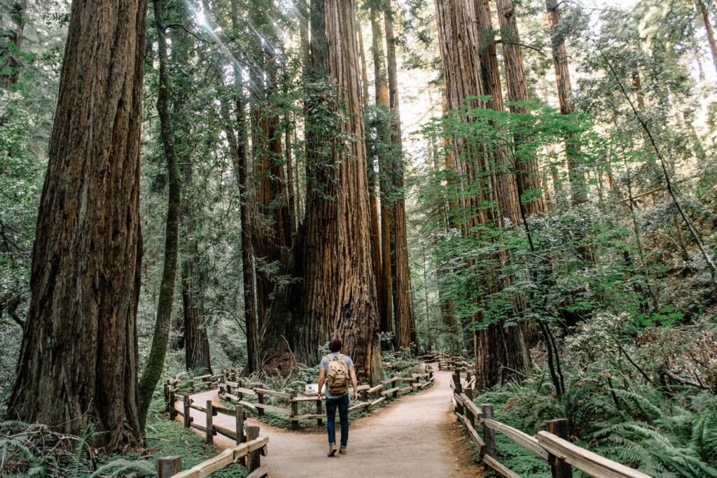 Muir Woods National Monument (1 hr 45 min