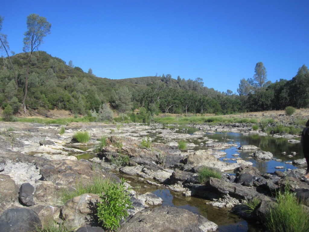 Wetlands and Wildlife of Putah Creek