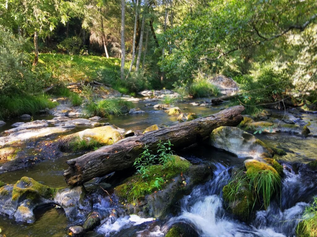 Samuel P. Taylor State Park