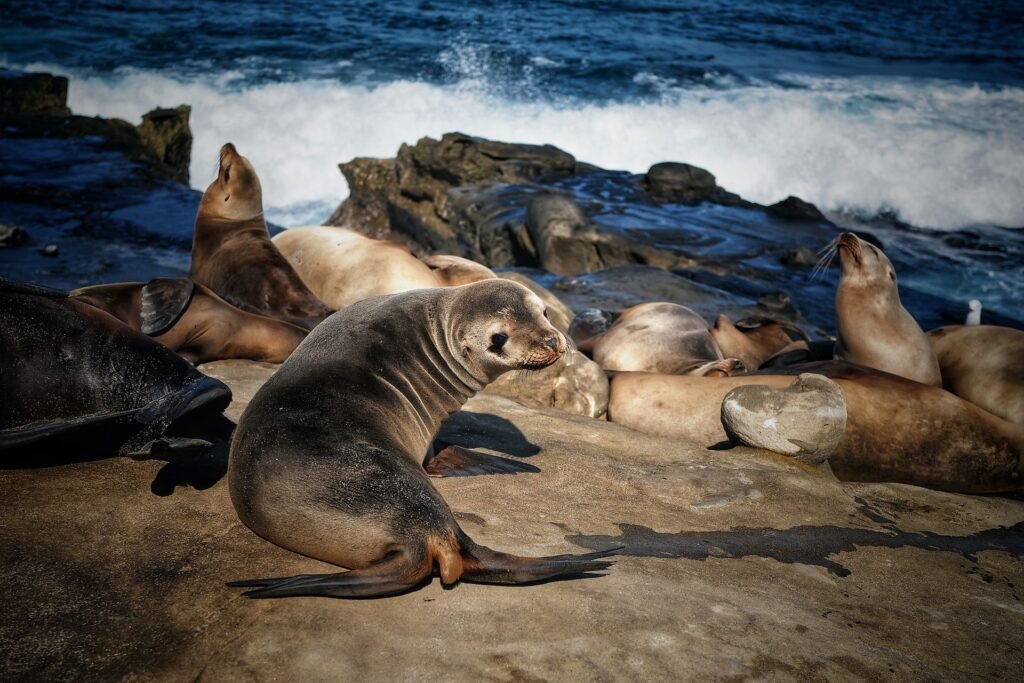 Sea Lions at the Children's Pool