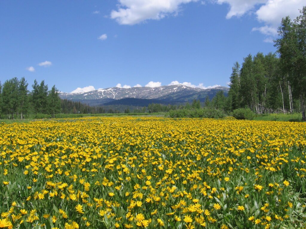 Wildflowers At June Mountain