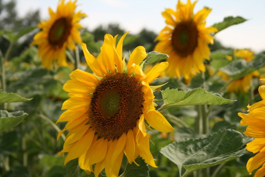 Swank Farms Sunflower field California