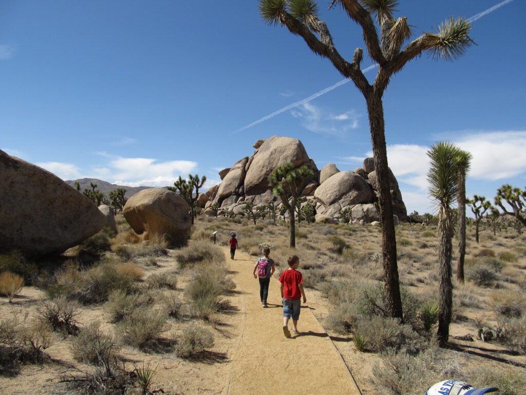 Hike through Lost Palms Oasis Trail