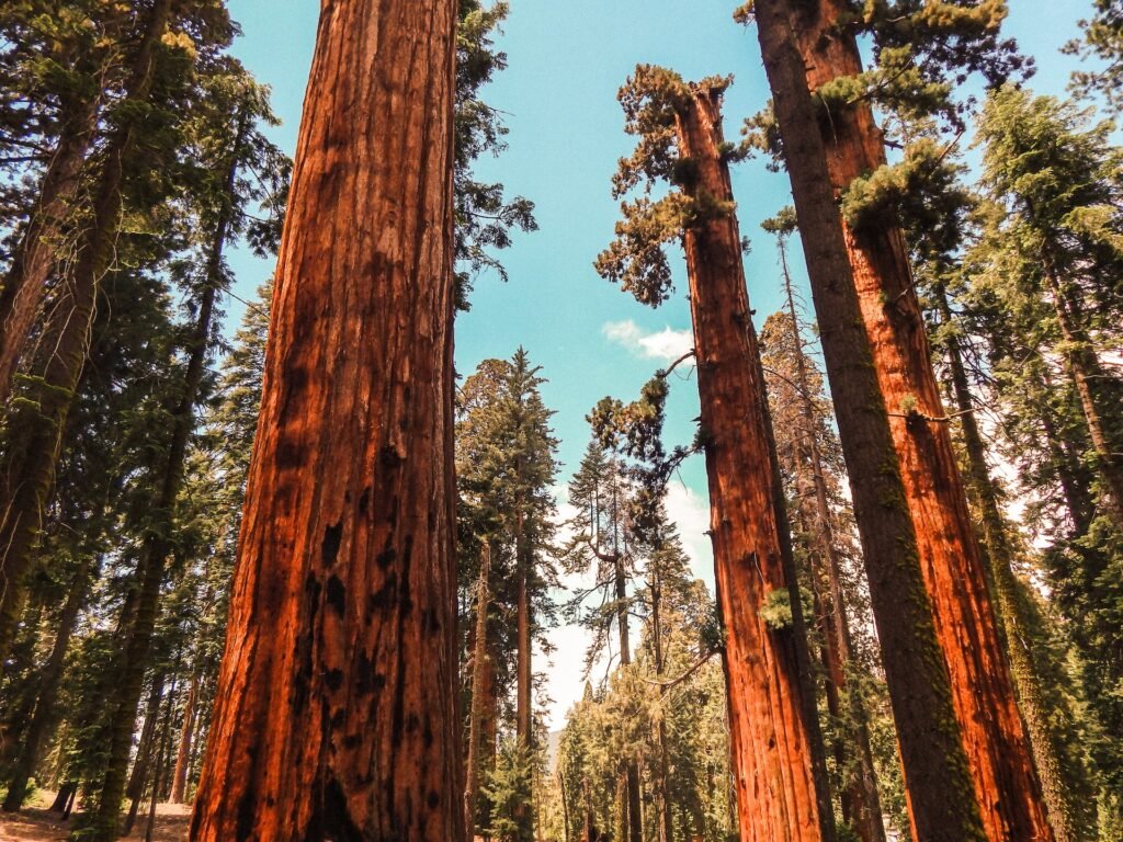 Sequoia groves