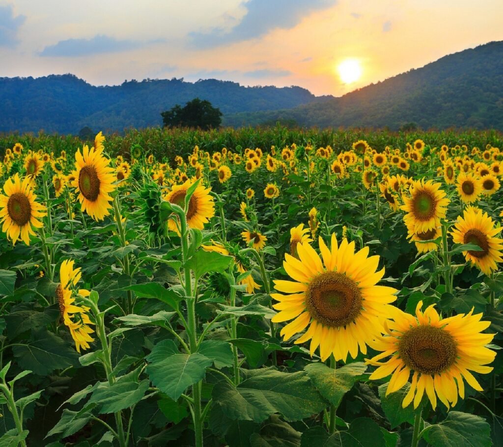 Sunflowers at Andreotti Family Farms