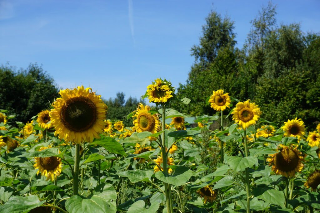 Pedrick Produce Sunflower field