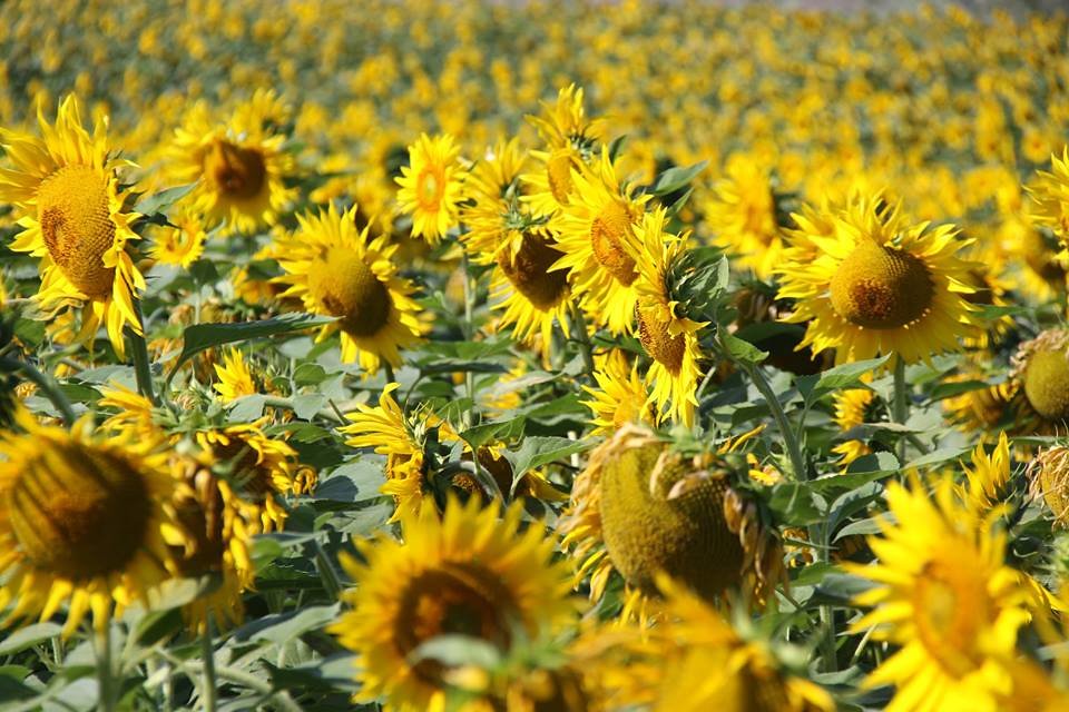 Kidwell Exit on Hwy 80 Sunflower fields