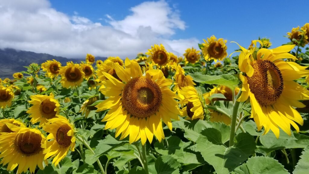 The Collins Farm Sunflower fields