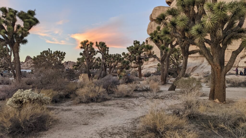 Joshua Tree Park