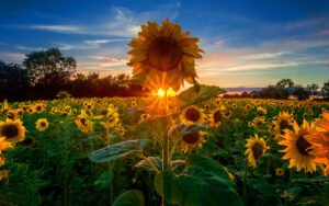 Best Sunflower Fields in California