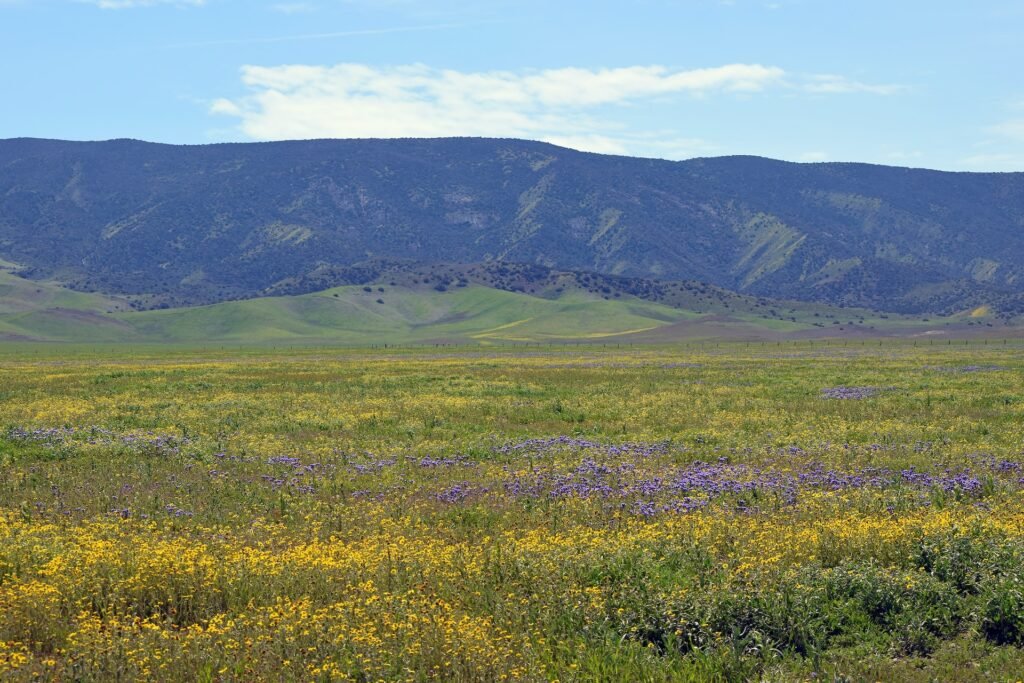 Carrizo Plain National Monument wildflowers