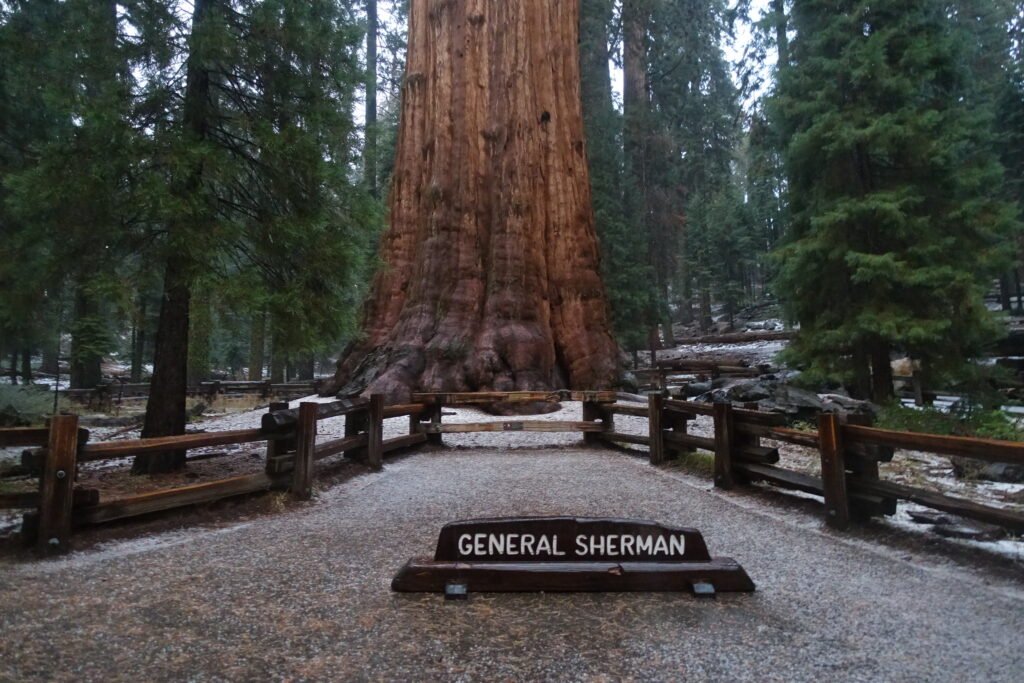 General Sherman Tree - sequoia national park