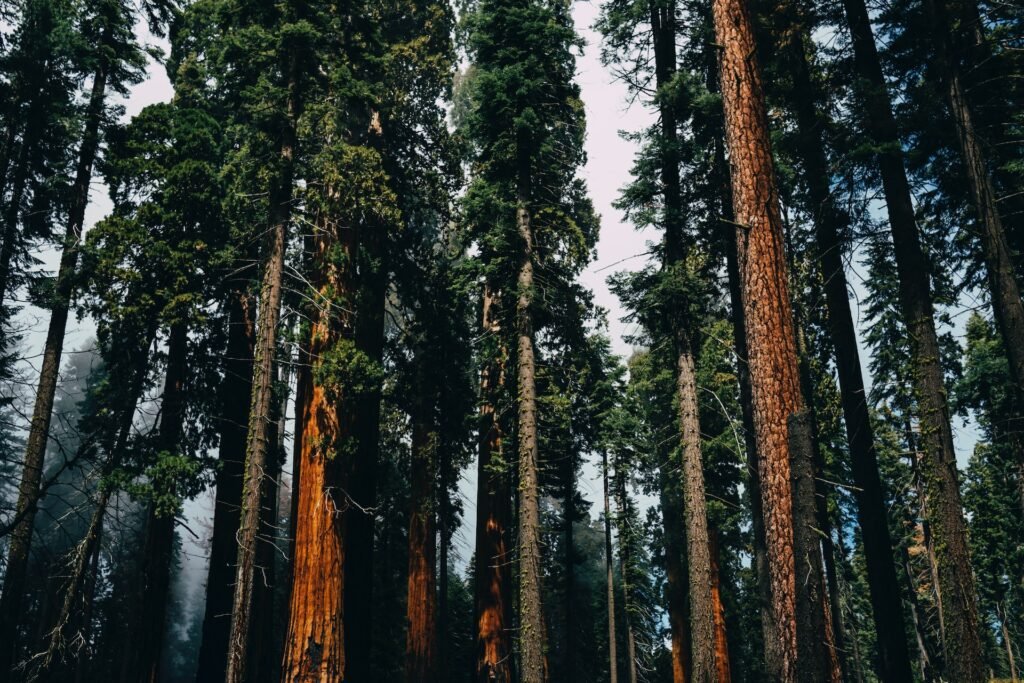 Giant sequoias kings canyon national park