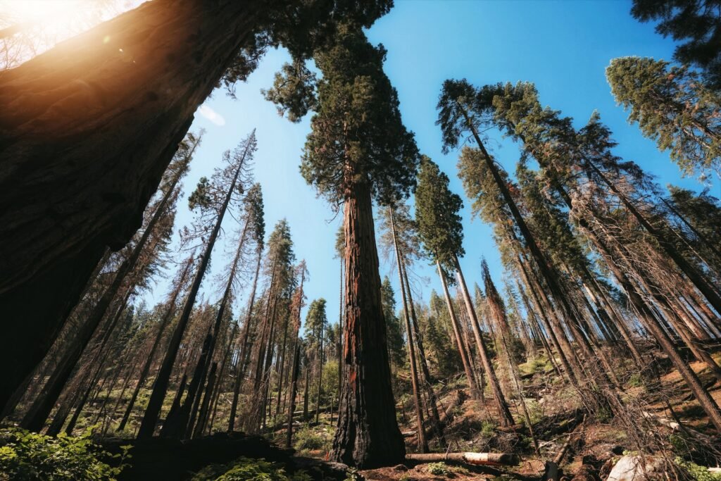 hike in Sequoia and Kings Canyon National Parks