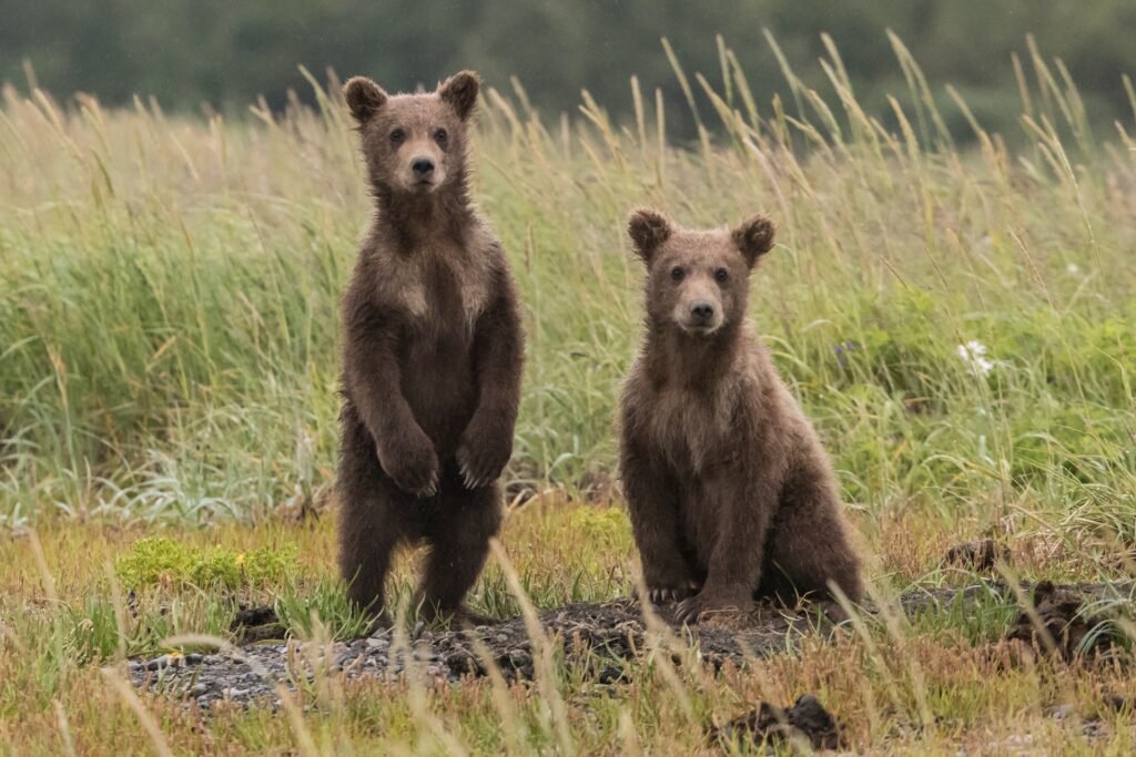 Sequoia and Kings Canyon National Parks bears