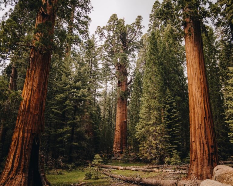 Sequoia and Kings Canyon National Parks