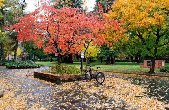 Chico-CA
